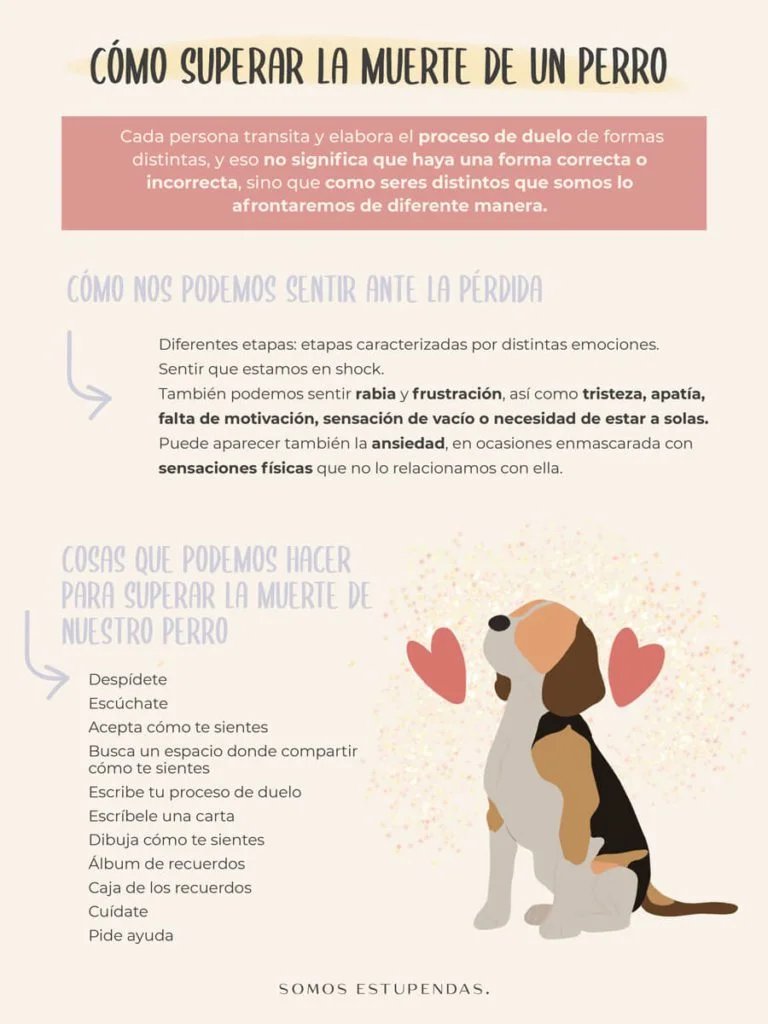 Superar pérdida de perro guía práctica en 10 pasos