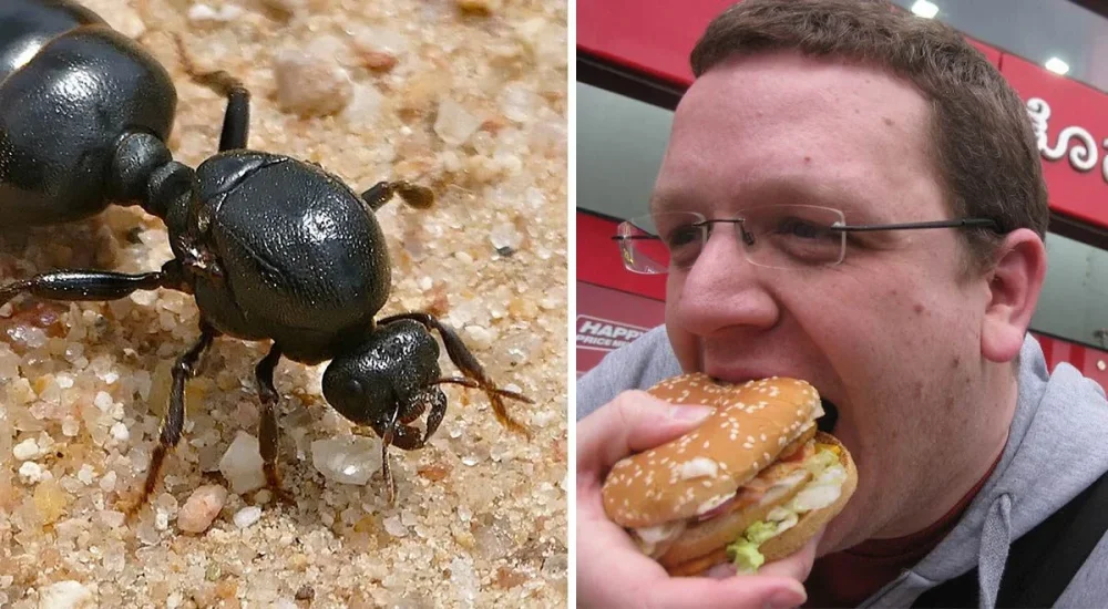 Efectos de comer hormigas vivas en nuestro cuerpo