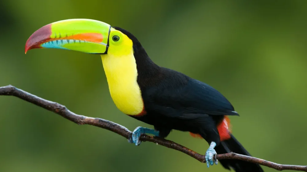 Explorando el pájaro de pico naranja de forma fascinante