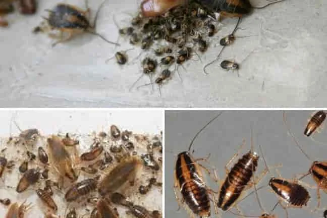 Cucaracha recién nacida Todo lo que debes saber